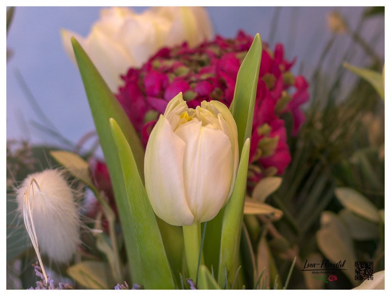 Tulip in front of ranunculus and Lagurus - detail