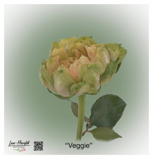 Ecuador Rose Veggie