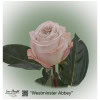 Ecuador Rose Westminster Abbey