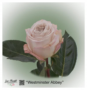 Ecuador Rose Westminster Abbey