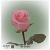 Ecuador Rose Be Sweet