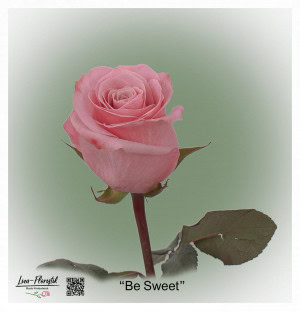 Ecuador Rose Be Sweet
