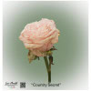 Ecuador Rose Country Secret