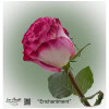 Ecuador Rose Enchantment