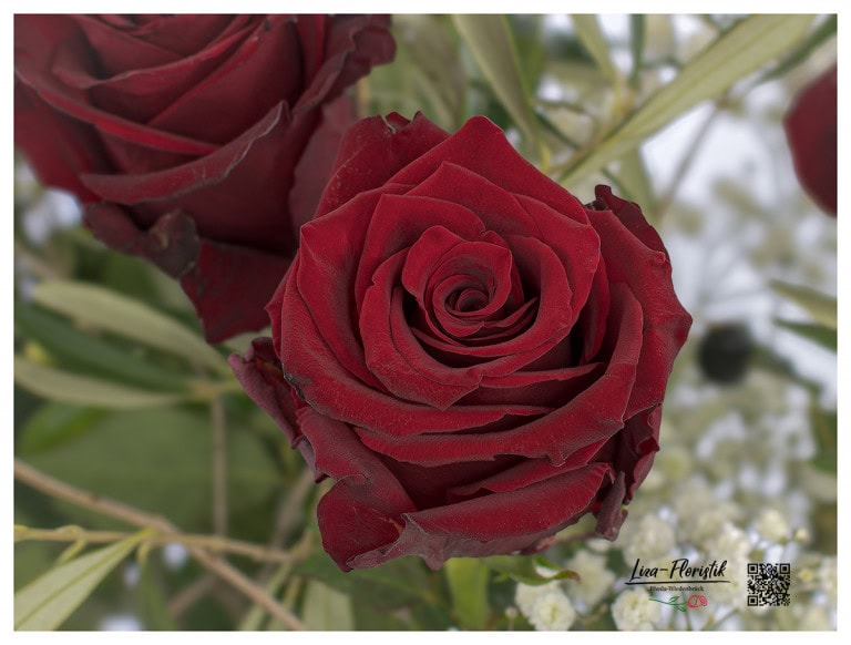 Detail - red Ecuador Rose Explorer