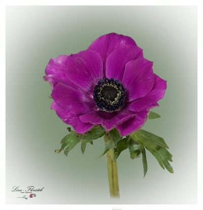 Anemones
