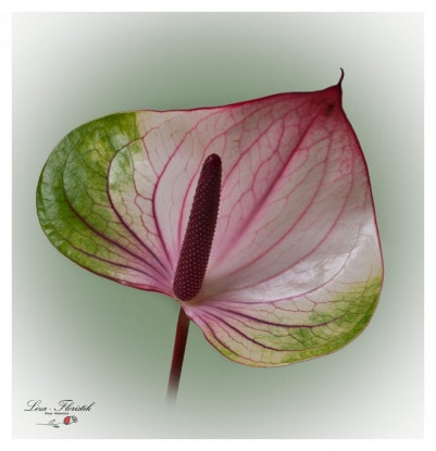 Anthuriums