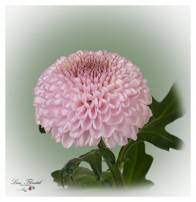 Chrysanthemums