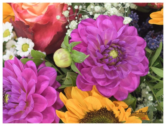Dahlias