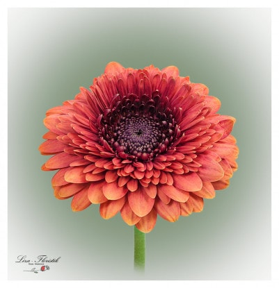 Gerberas