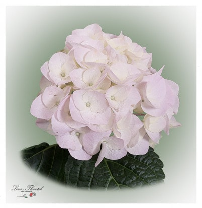 Hydrangeas
