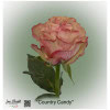 Ecuador Rose Country Candy