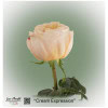 Ecuador Rose Cream Expression