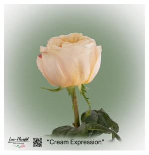 Ecuador Rose Cream Expression