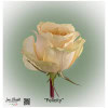 Ecuador Rose Felicity