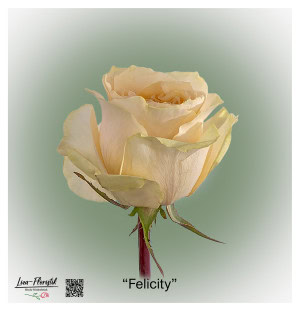 Ecuador Rose Felicity
