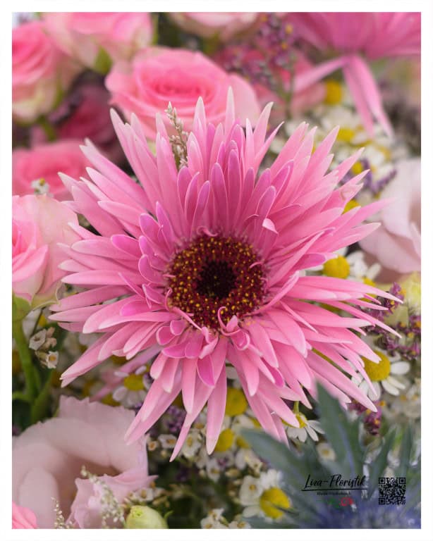 Pink gerbera