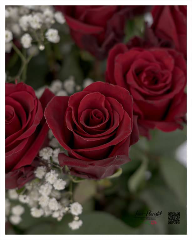 The detailed image shows the exquisite, velvety structure of the dark red rose petals, which is highlighted even more by the contrasting, delicate gypsophila.