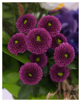 Violet Santini, with their spherical flowers and bright green centers, provide an eye-catching pop of color and add structure and fullness to the bouquet.
