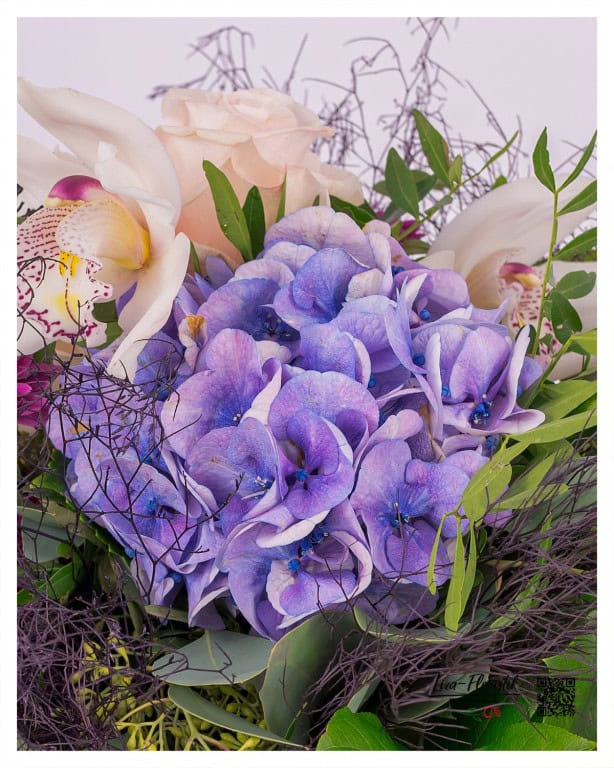 Detailed view of a hydrangea