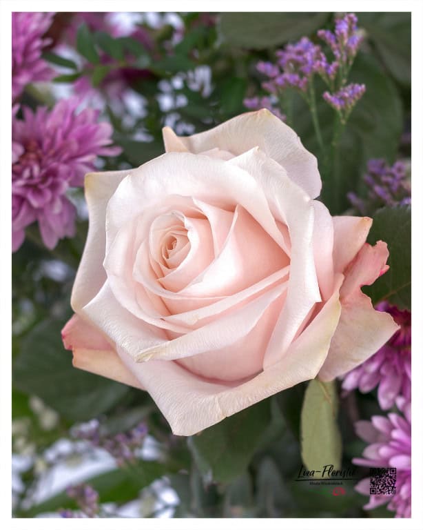 Ecuador rose in close-up