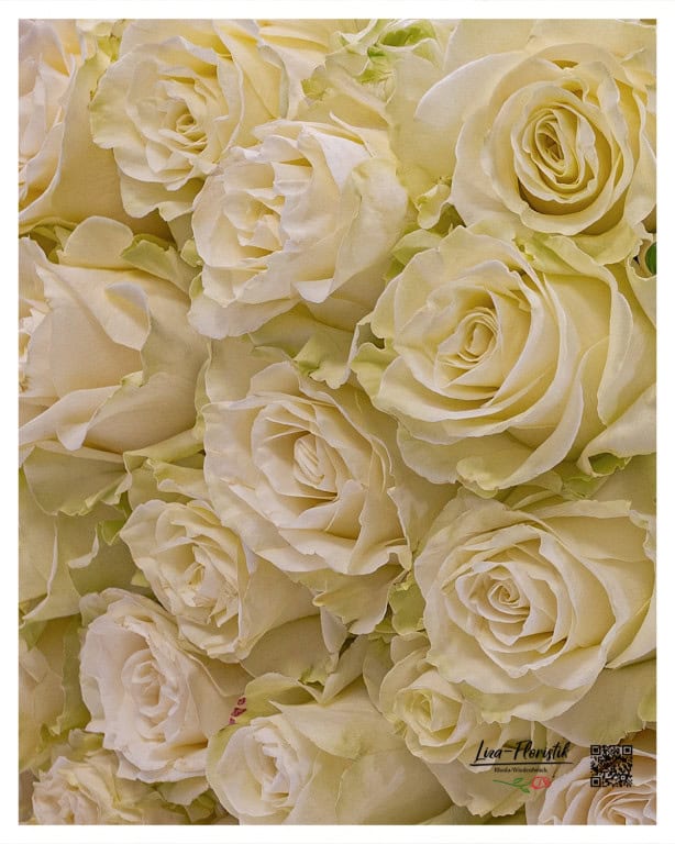 A sea of 40 noble white roses - an elegant bouquet that enchants with its simple beauty. Perfect for special occasions or as a timeless greeting of love
