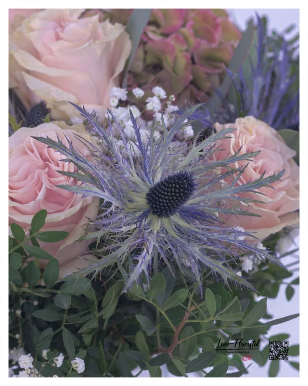 Thistle in front of roses and hydrangea