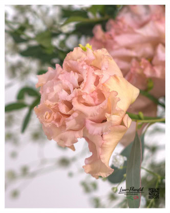 Delicate elegance in perfection: The pastel-colored lisianthus impresses with its finely wavy petals and gives every arrangement a touch of romantic lightness.