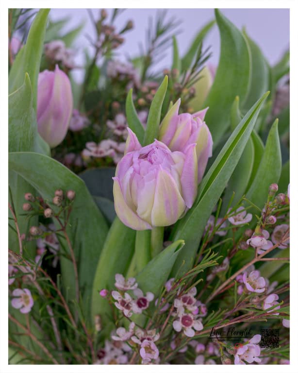 Detail shot of double, soft pink tulips with cream accents, framed by small pink wax flowers and fresh greenery