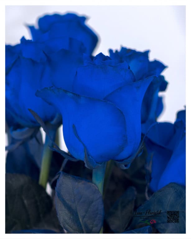 Blue rose in detail view