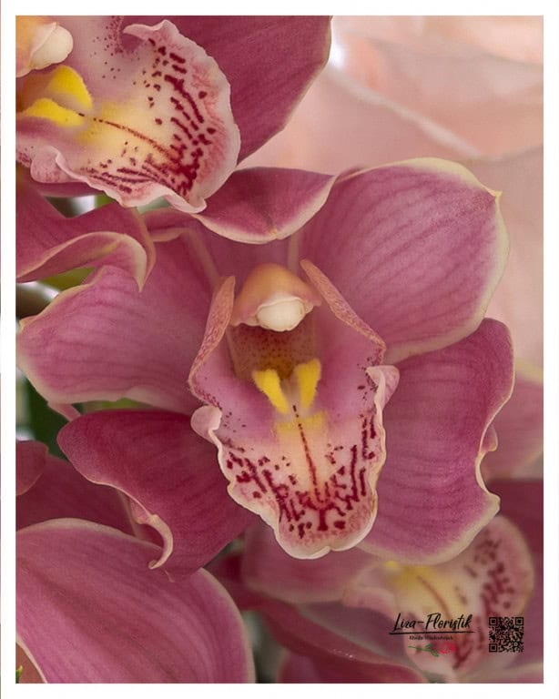 Cymbidium orchids in detail