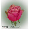 Ecuador Rose Wild Esperance
