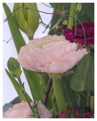 Close-up of a delicate pink ranunculus with gently wavy petals surrounded by purple carnations, colored ammi and green buds