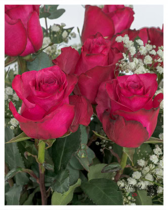 Detailed shot of pink Ecuador roses of the “Lola” variety, surrounded by fine gypsophila and fresh eucalyptus – elegant flowers with a velvety structure and strong color.