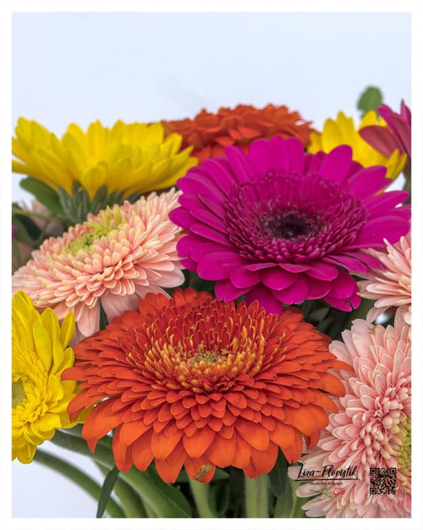 Colorful gerberas in detail