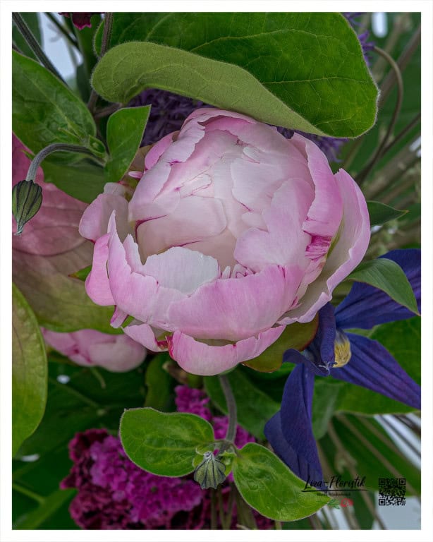 Detailed shot of a delicate pink peony in full bloom, surrounded by purple clematis, dark purple statice and lush green leaves - an elegant play of colors from a close distance.