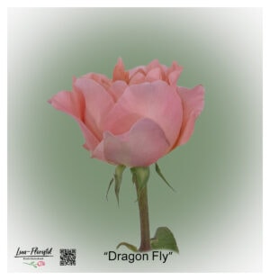 Ecuador Rose Dragon Fly with pink, strikingly tapered petals and a densely filled, slightly open flower head.