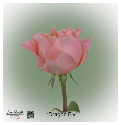 Ecuador Rose Dragon Fly with pink, strikingly tapered petals and a densely filled, slightly open flower head.