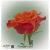 Ecuador Rose Orange Crush with strong orange-red petals and large, fully open flowers - a symbol of energy and joy of life.