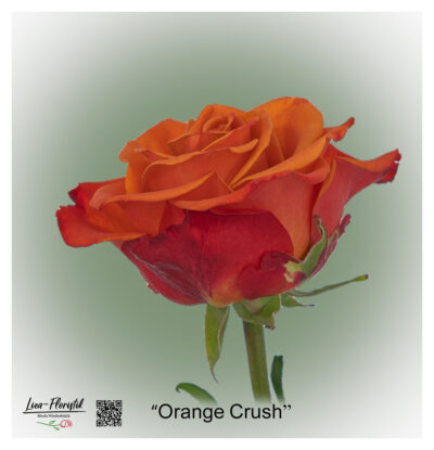 Ecuador Rose Orange Crush with strong orange-red petals and large, fully open flowers - a symbol of energy and joy of life.
