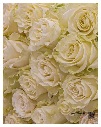 Ecuador roses from Liza-Florist