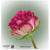Ecuador Rose Dark Crown