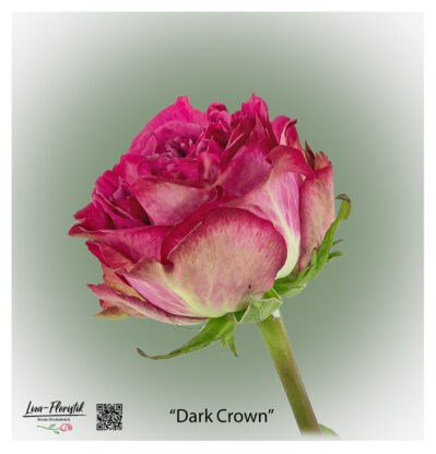 Ecuador Rose Dark Crown