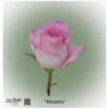 Ecuador Rose Mandela in delicate pink with a cream-colored edge, large-flowered and elegant - exclusive premium rose from Liza-Florist