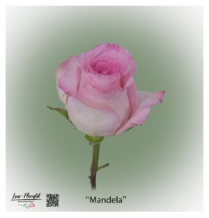 Ecuador Rose Mandela in delicate pink with a cream-colored edge, large-flowered and elegant - exclusive premium rose from Liza-Florist