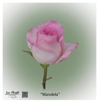 Ecuador Rose Mandela in delicate pink with a cream-colored edge, large-flowered and elegant - exclusive premium rose from Liza-Florist