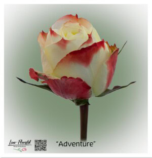 Ecuador Rose Adventure