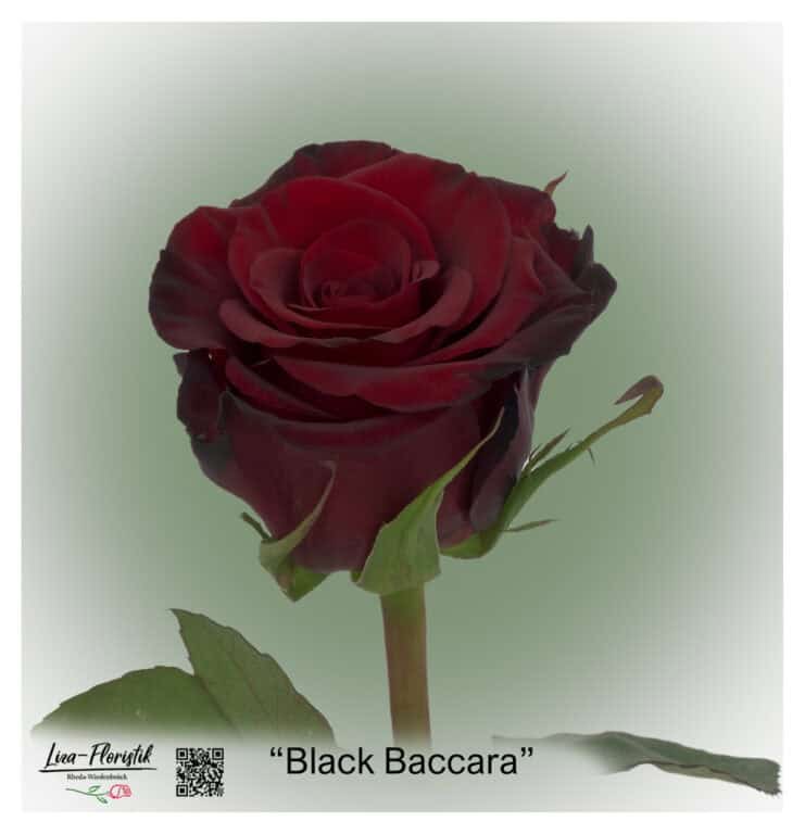 Ecuador Rose Black Baccara
