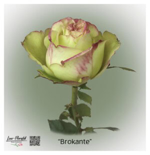 Ecuador Rose brocade