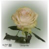 Ecuador Rose Dinamik